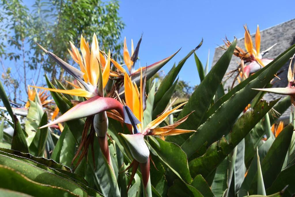 Le Strelitzia 1 Apartamento Cilaos Exterior foto